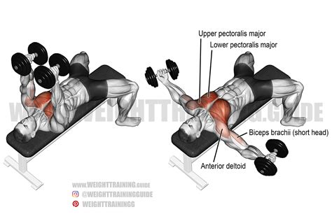 dumbbell flyes|How to Master the Dumbbell Chest Fly